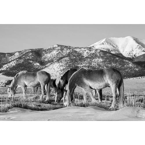 Hopkins, Cindy Miller 아티스트의 USA-Colorado-Westcliffe Music Meadows Ranch Herd of horses with Rocky Mountains in the distance작품입니다.
